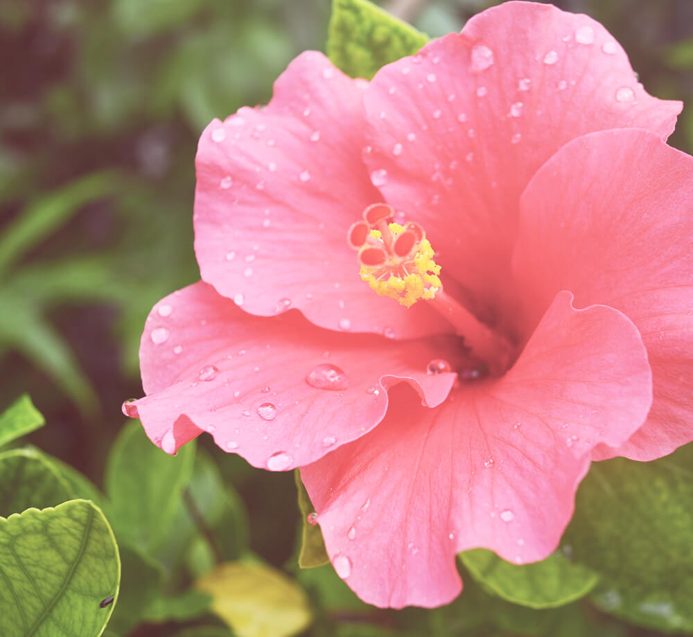 L'hibiscus